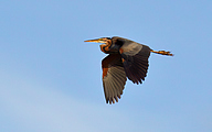 01 Purple heron (Ardea purpurea)